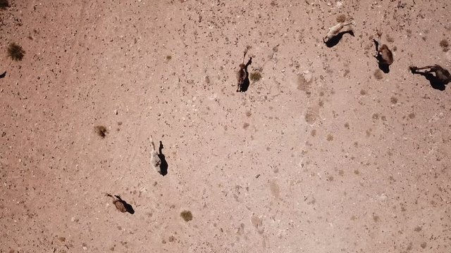 Drone filming Top Down Aerial view of Camels in arid desert country