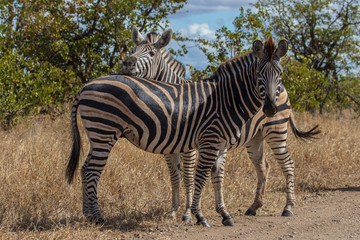 Fototapeta na wymiar Zebra 16