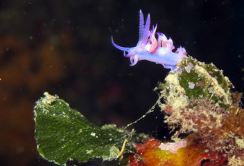 Beatiful nudibranch called flabellina.