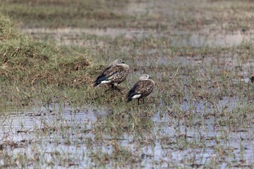 Blue winged goose (Cyanochen cyanoptera) on the Sululta plains in the Ethiopian highlands.