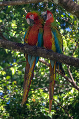 Portrait of sitting yellow breast Ara. (Ara ararauna).