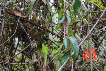 The bird of the andes