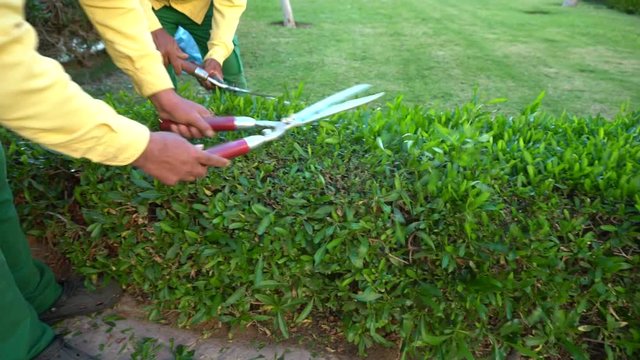 Two gardeners trimming a hedge in a formal garden