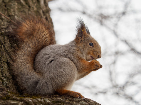 Squirrel eating a nut © Dmitrii Potashkin