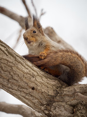 Squirrel in winter skin sits on a thick branch of a tree