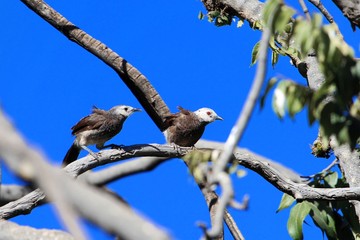  Pair of White rumped babblers (Turdoides hypoleuca) on a brunch
