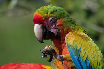 Portrait of sitting yellow breast Ara. (Ara ararauna).