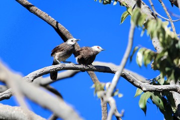  Pair of White rumped babblers (Turdoides hypoleuca) on a brunch