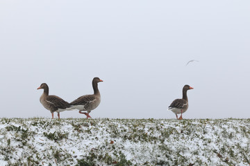 Goose at dike