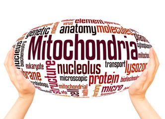 Mitochondria word cloud hand sphere concept