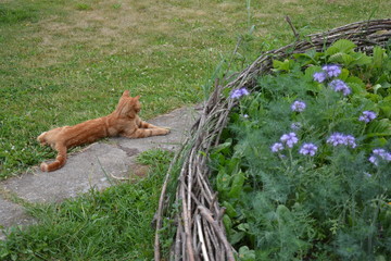 Lazy cat laying next to a raised garden bed