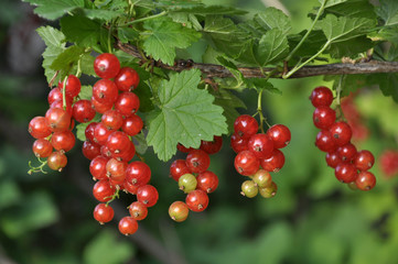 On the bush berries are ripe redcurrant