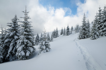 Footpath on snow in a mountain forest in winter