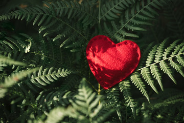 Red heart in the green leaves of a fern