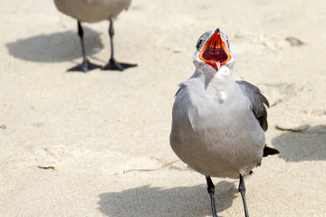 San Diego, California (USA)