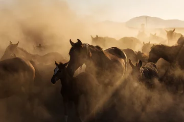 Abwaschbare Fototapete Pferde Landschaft von Wildpferden, die bei Sonnenuntergang mit Staub im Hintergrund laufen.