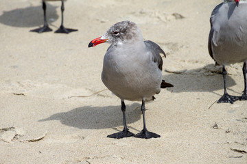 San Diego, California (USA)
