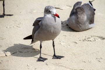San Diego, California (USA)