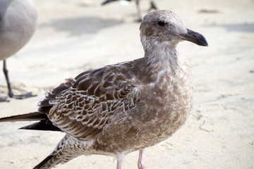 San Diego, California (USA)