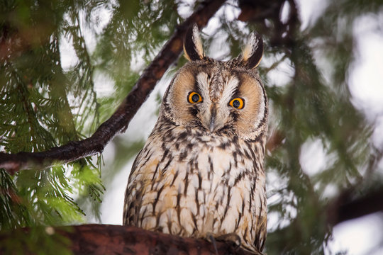 Beautiful owl in the tree looking on camera. Wild life photography