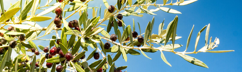Olive branch against the blue sky on a Sunny day.