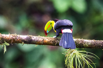 Keel-billed Toucan - Ramphastos sulfuratus, large colorful toucan from Costa Rica forest with very colored beak.