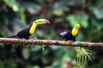 Keel-billed Toucan - Ramphastos sulfuratus, large colorful toucan from Costa Rica forest with very colored beak.