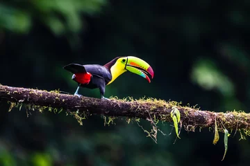 Foto op Plexiglas Kielsnaveltoekan - Ramphastos sulfuratus, grote kleurrijke toekan uit het bos van Costa Rica met zeer gekleurde snavel. © vaclav