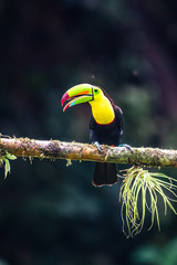Toucan à carène - Ramphastos sulfuratus, grand toucan coloré de la forêt du Costa Rica au bec très coloré.