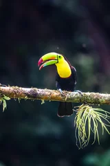 Foto auf Alu-Dibond Keel-billed Toucan - Ramphastos sulfuratus, large colorful toucan from Costa Rica forest with very colored beak. © vaclav