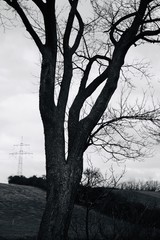 Abstarkter Baum1