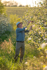 Naklejka na ściany i meble Apple grower checking the flowering of his apple trees
