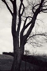 Abstrakter Baum