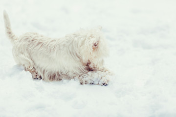 Portrait of a white dog in snow