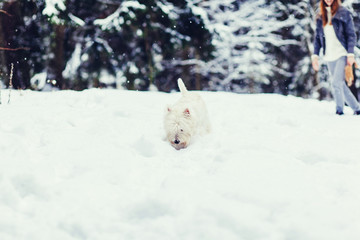 Obraz na płótnie Canvas Dog in winter landscape. portrait white terrier
