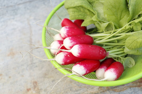Fresh organic radish red with white tips