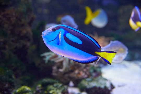 Fototapeta Colorful Pallets doctor fish in coral garden.