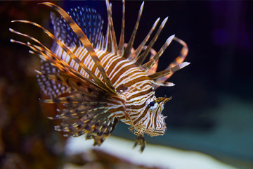 Fototapeta na wymiar Colorful Lionfish in coral garden.