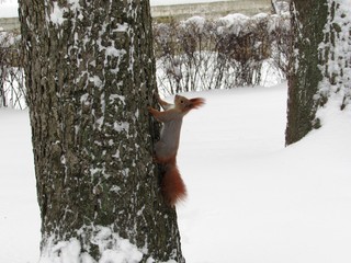 squirrel