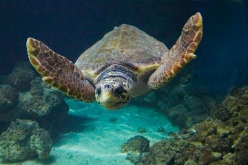 Obraz na płótnie Canvas Beautiful sea turtle on the reef.