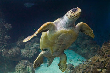 Beautiful sea turtle on the reef.