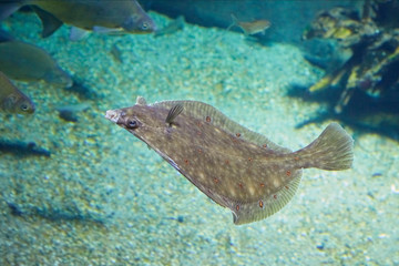 Beautiful flounder on the seabed.