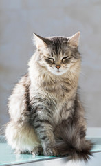 Naklejka na ściany i meble Fluffy pet of livestock, siberian purebred cat with long hair. Cute domestic kitten