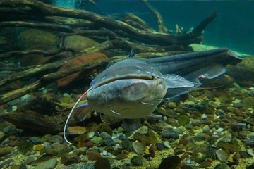 Curious big catfish.