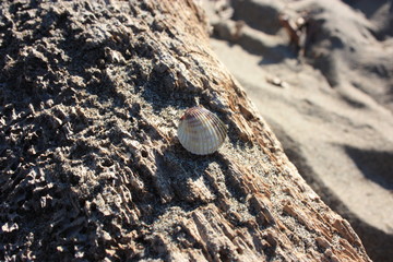 shells on wooden trunk at the sea. winter season.