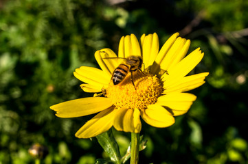 Yellow Daisy Close-up Photography Macro