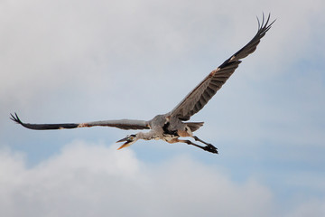 Galápagos Islands crane in flight