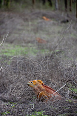 Galápagos Islands lizard