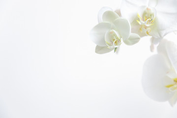 Frame of fresh white orchid on white background . Floral frame. Selective focus, concept idea design with copy space add text. Top view