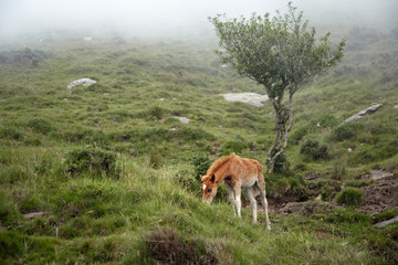 Naklejka na ściany i meble Red foal grazing on a hillside in the fog. Young horse eating green fresh grass in a mountain pasture